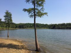 -松山湖南湖湾露营营地