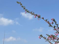 -高东镇樱花园