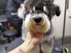 -小尾巴宠物店(万科·金域华庭店)