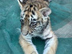 -栾川竹海野生动物园