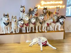 -Husky Go! 哈士奇体验馆·宠物咖啡厅狗咖