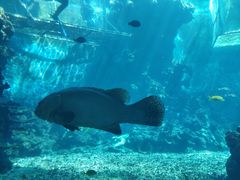 -海棠湾洲际-涛·海底餐厅·美人鱼·自助餐·海底隧道