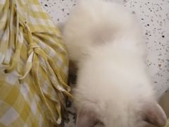 -猫域·湾主题猫咖·宠物吧(南坪城市广场店)