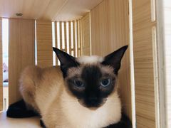 -猫和宫(六道口店)