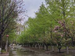 -长白岛森林公园