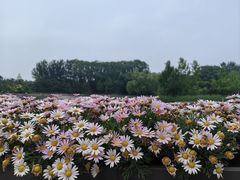 -大望京公园