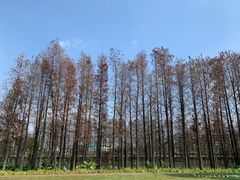 -顺峰山公园