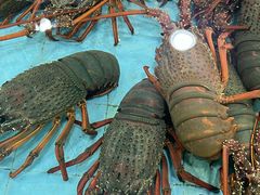 -渔民新村(番禺总店)