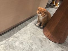 -瞄一喵猫咖(格力海岸店)