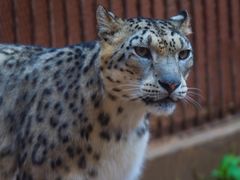 -青藏高原野生动物园