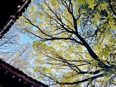 -少华山国家森林公园