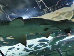 -悉尼海洋生物水族馆