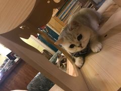 -猫色咖啡·猫咖
