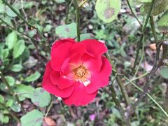 -昆山城市生态森林公园