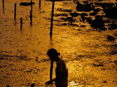 -宝安西湾红树林湿地公园