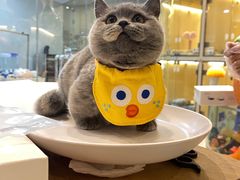 -momokira米努特·德文卷毛猫·棉花面纱犬