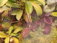 -中国科学院西双版纳热带植物园