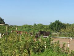 -平湖九龙山旅游度假区