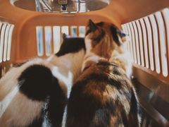 -PETKIT小佩宠物(昭化店)