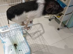 -怪兽屋·羊驼·猫咖·狗咖(俊华广场店)