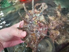 海螺-八方海味餐厅
