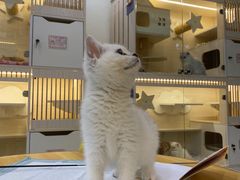 -柚子猫舍·精品猫舍购猫·猫咪认养·购宠·宠物店