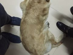 -瑞派宠物医院·24小时骨科·心脏·核磁(哈尔滨南岗店)