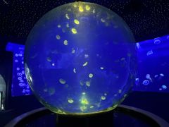 -江和美海洋公园