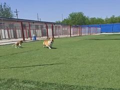 -宠物寄养训练学校