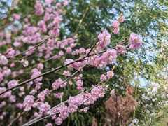 -竹林寺