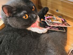 -有宠宠物(YOUCOIN·未来店)