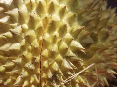 -PAGODA百果园(台柳路凯德广场店)