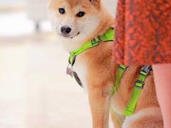 -帕帕拉兹宠物(亚洲旗舰店)