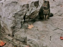 -静安公园(静安寺街道)