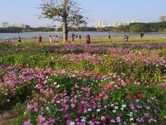 -海珠湖公园