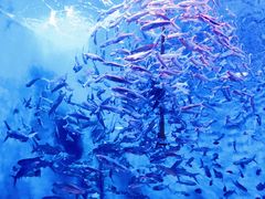 -成都浩海立方海洋公园