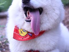 -北京京卫宠物寄养训练中心