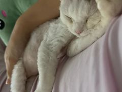 -山宅一喵德文卷毛猫舍