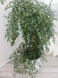 -HEYAN荷妍专业脱毛连锁机构
