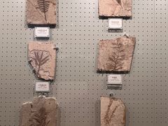-辽宁古生物博物馆