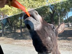 -常州淹城野生动物世界