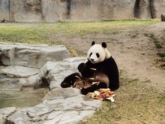 -上海野生动物园