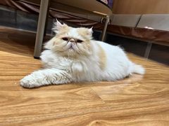 -MOCHA明星猫咖(田子坊店)