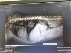 -安安宠医·安宠宠物医院