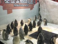 -大连圣亚海洋世界