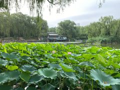 -护国寺小吃(安定门店)