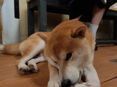 -柴犬高等学院·狗咖·柴犬售卖·宠物训练