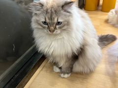 -有喵·猫咖·狗咖·40+猫狗有小奶狗(岗厦店)