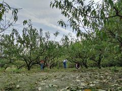 采桃胶-武汉世外桃源农庄