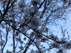 -桃花堤公园